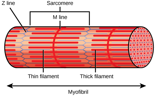 <p>a segment of myofibrils</p>