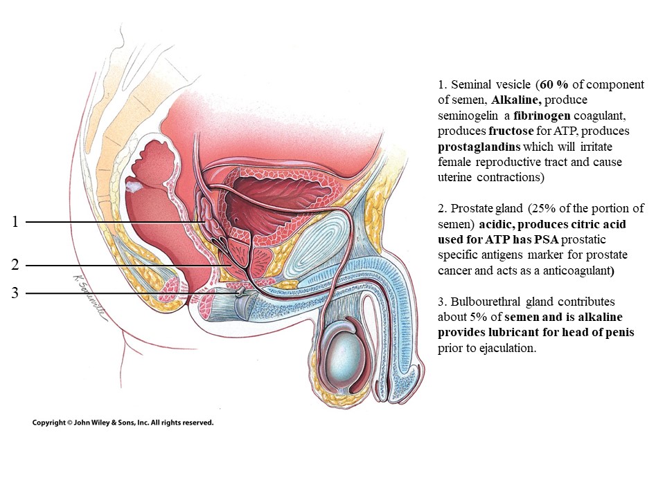 <ol><li><p>Seminal vesicle</p></li></ol>