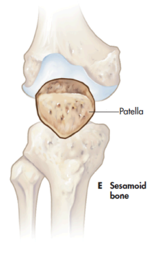 <p>patella (kneecap)</p>
