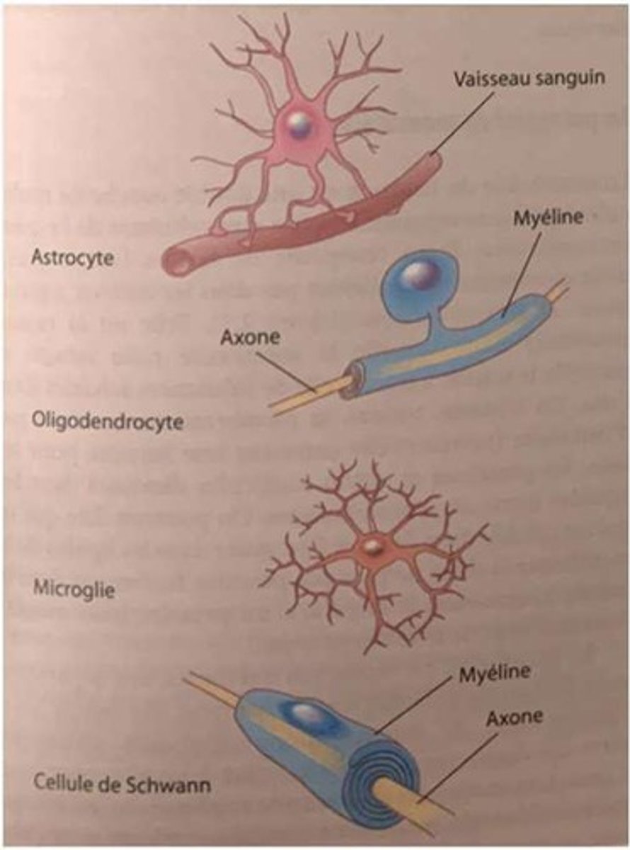 <p>Limité au système nerveux central, maintient un environnement chimique approprié pour la signalisation neuronale.</p>