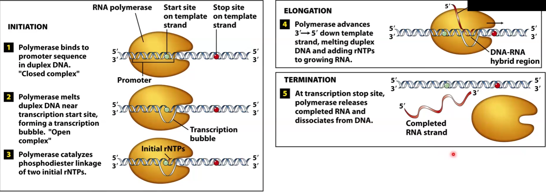 <ol><li><p>RNA Polymerase II must become phosphorylated to be active</p></li><li><p>RNA Polymerase II binds to promoter of DNA and forms “closed complex”</p></li><li><p>RNA Polymerase II melts the DNA duplex near the transcription site and forms transcription bubble “open complex”</p></li><li><p>RNA Polymerase II catalyzes phosphodiester linkage of the first two rNTPs</p></li><li><p>Initiation factors are shed and elongation factors are recruited</p></li><li><p>RNA Polymerase II continues down non-coding DNA 3’-5’ and making a new strand that is growing 5’-3’ → Elongation</p></li><li><p>At transcription stop site, Polymerase releases DNA and RNA</p></li></ol><p></p>