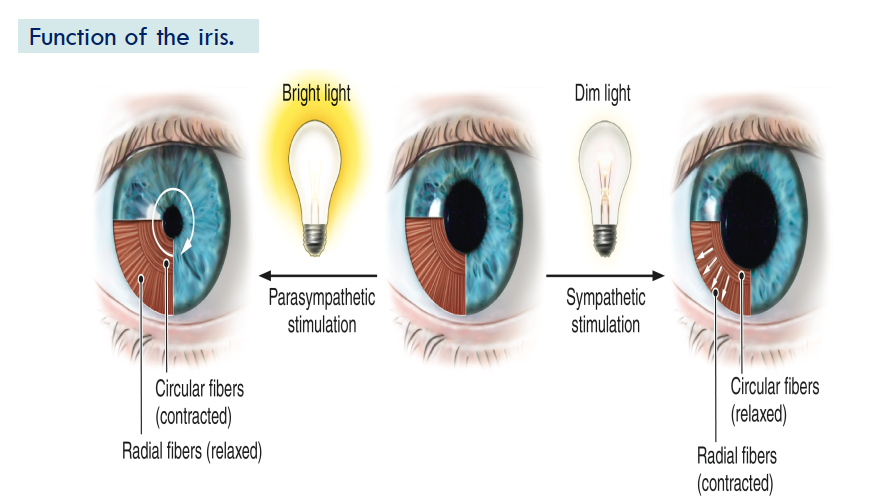 <ul><li><p>Regulates amount of light entering the eye by contracting and relaxing circular muscle fibres and radial fibres of the iris to change the size of the pupil </p><p></p></li></ul><p></p>