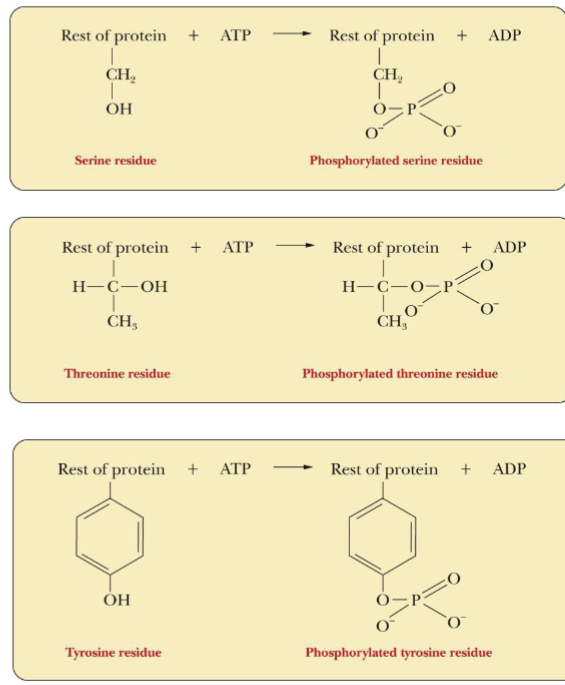 <p>Control of Enzyme Activity via Phosphorylation</p>