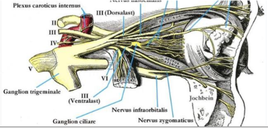 <ul><li><p>abducens</p></li><li><p>primary motor</p></li><li><p>lateral rectus muscle- nerve innervates the sixth extrinsic ocular muscle</p></li></ul><p></p>