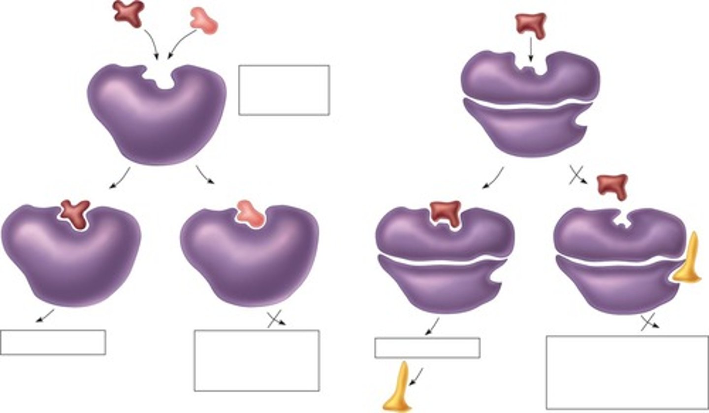<p>Inhibition where substrate and inhibitor compete for active site.</p>