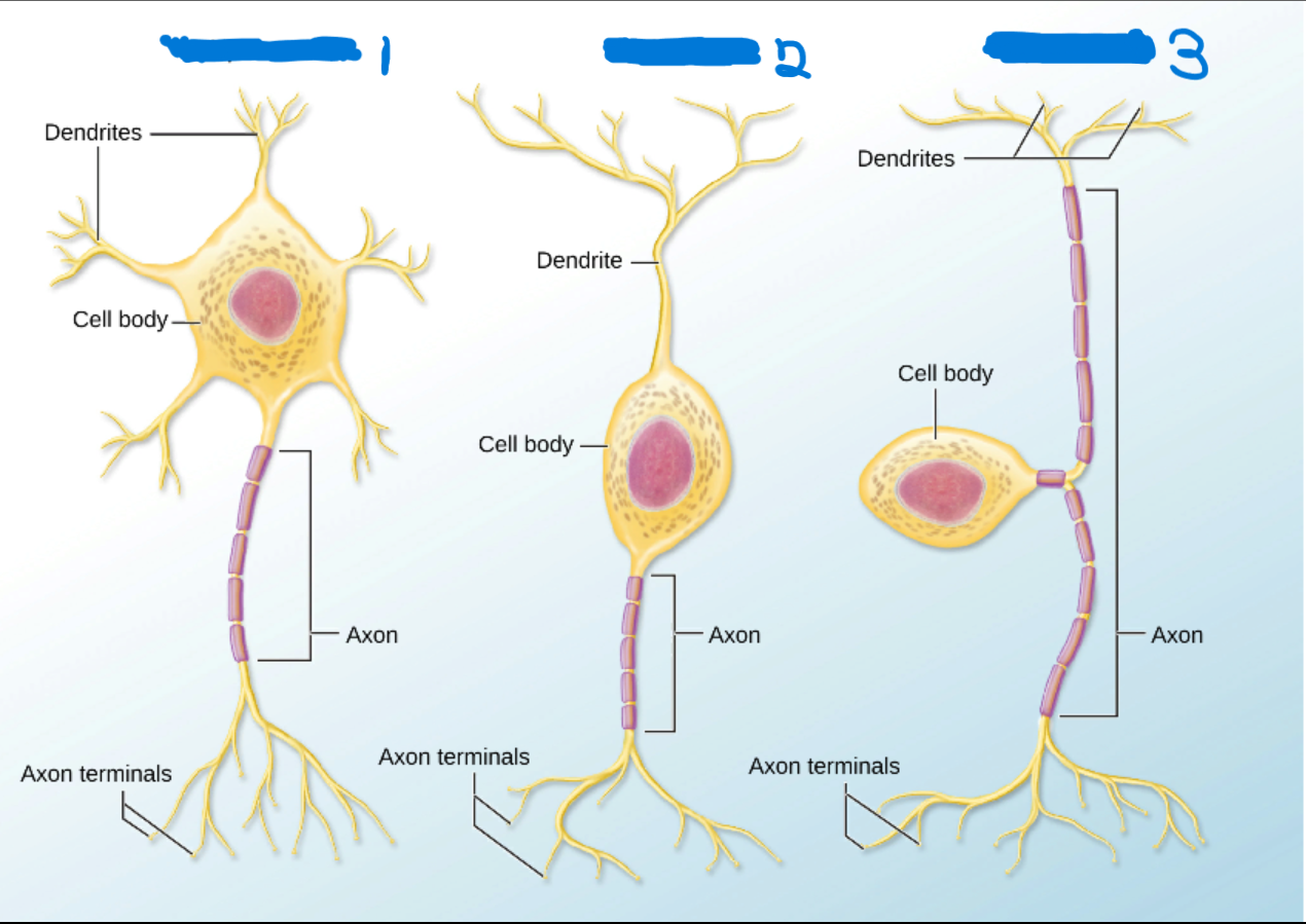 <p>What’s #3?</p><ul><li><p>Axon splits into two branches that attach to the cell body.</p></li><li><p>Sensory Neuron</p></li></ul>