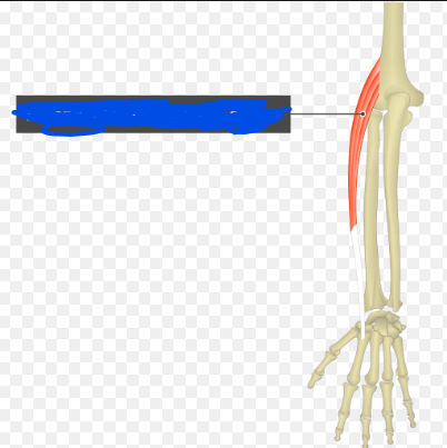 <p>Origin - Humerus</p><p>Insertion - Base of metacarpal II</p><p>Action - Extension at the wrist</p>