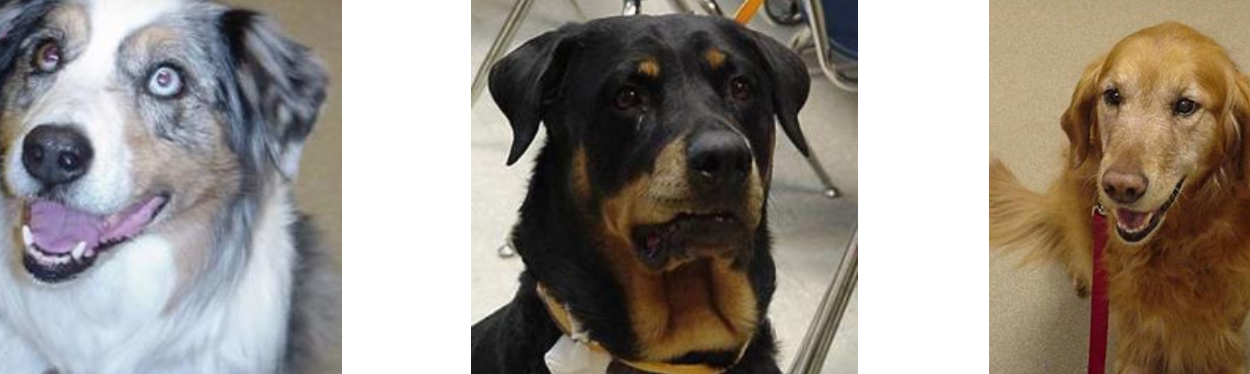 <p>- Large to giant breed dogs (Golden Retrievers, Boxers, Basset hounds, Rotties, Mastiffs, St. Bernard, Bulldogs, Airedales) with a median age of 6-9 YO</p>