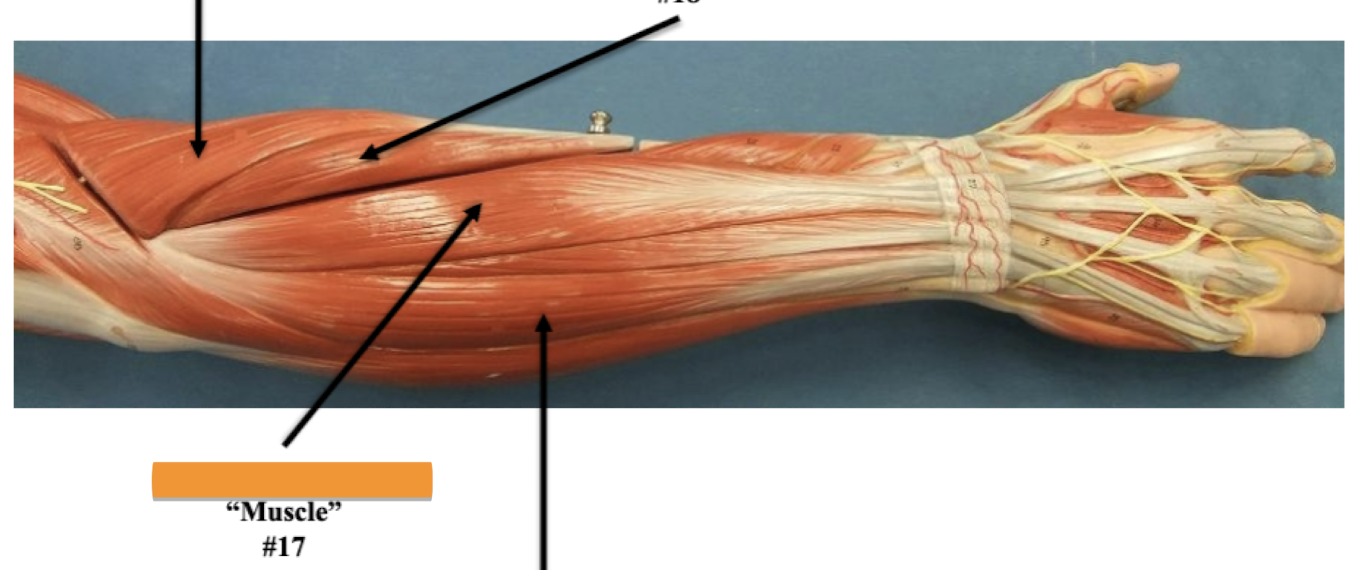 <p>Label muscle #17 </p>