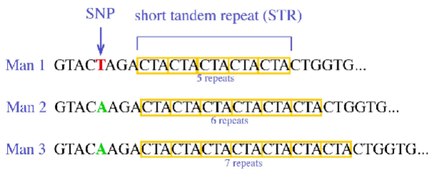 <p>Because the SNP does not change the fragment length; size-based analysis detects length differences only, so sequencing is required to reveal SNPs.</p>