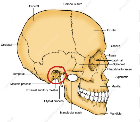 <p>part of temporal lobe</p>