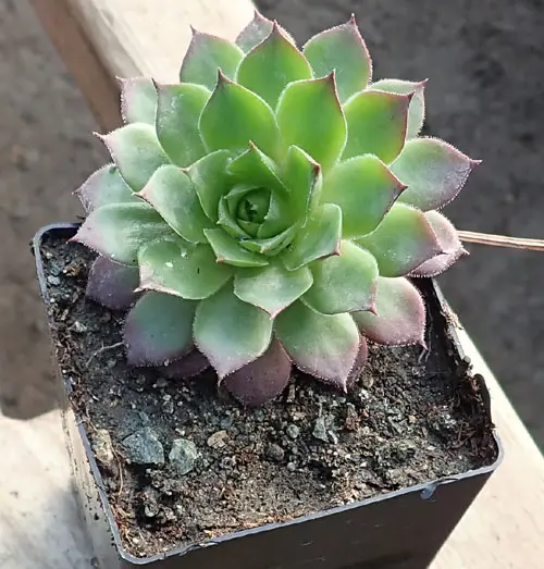 What is this?