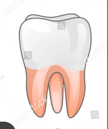 <p>The wide, flat back teeth for grinding food.</p>