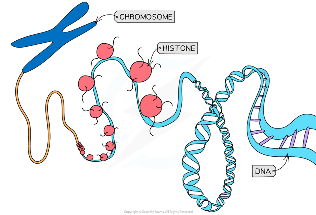 <p>Histone modification - Acetylation</p>