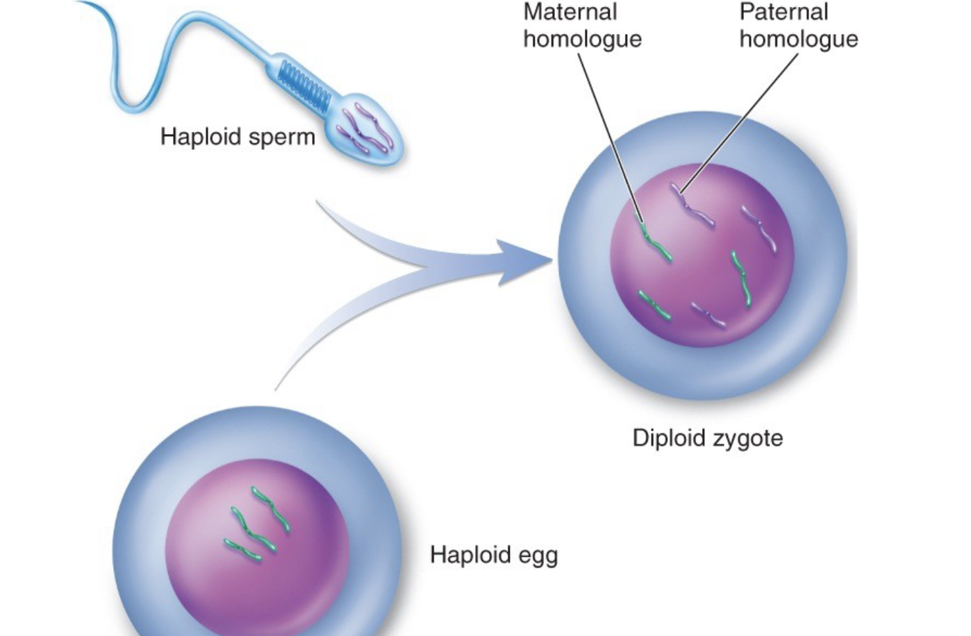 <p>meiosis in gametes</p>