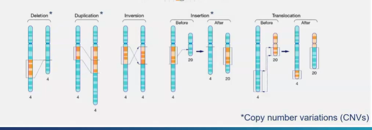 <p>deletion</p><p>duplication - a fragment of DNA on a chromosome is duplicated</p><p>inversion - orientation of DNA sequence is flipped</p><p>insertion - a piece of chromosomal DNA is cut out of one chromosome and inserted into another</p><p>translocation - reciprocal exchange of chromosomal NA between 2 chromosomes</p>