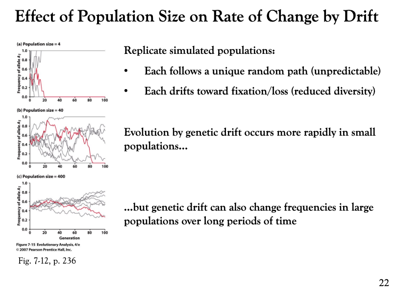 <p>The population size has an important effect on the rate of change by drift. Replicate simulated populations show that each population follows a unique random path and each drifts toward allele fixation or loss. However, evolution by genetic drift occurs more rapidly in small populations but genetic drift can also change frequencies in large populations over long periods of time.</p>