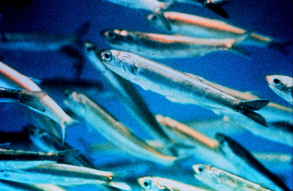 <p>tiny little silver fish in a huge school (like a minnow)</p>