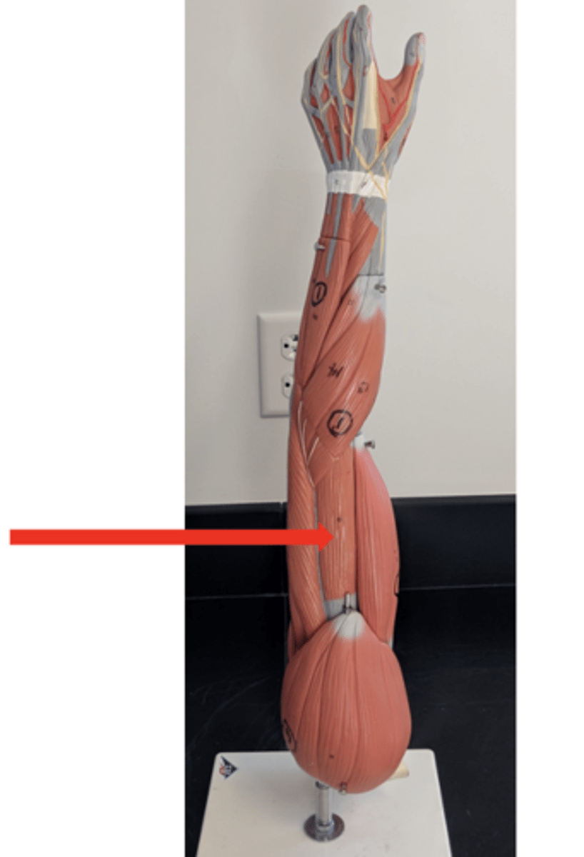 <p>what is this?</p>