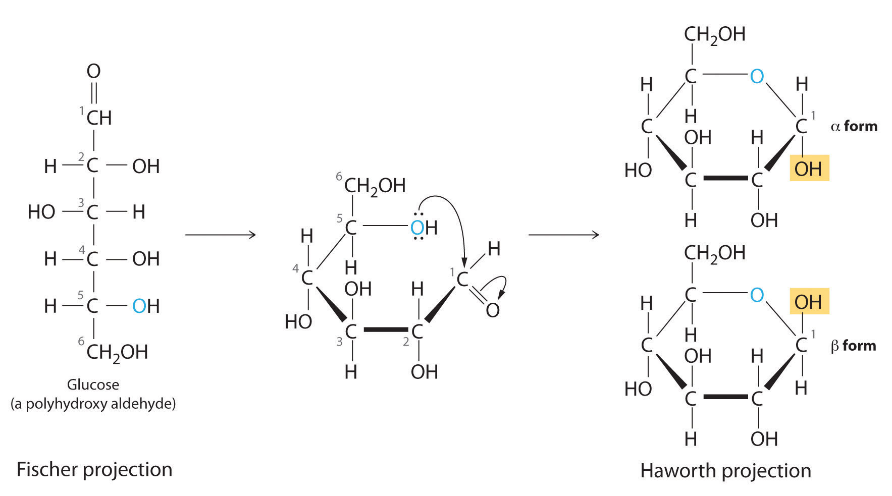 <p>Hydroxyl on C5 attacks C1</p>