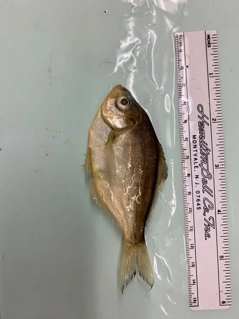 <p>What fish is this?</p>