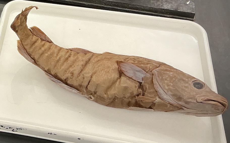 <p>Name the order</p>