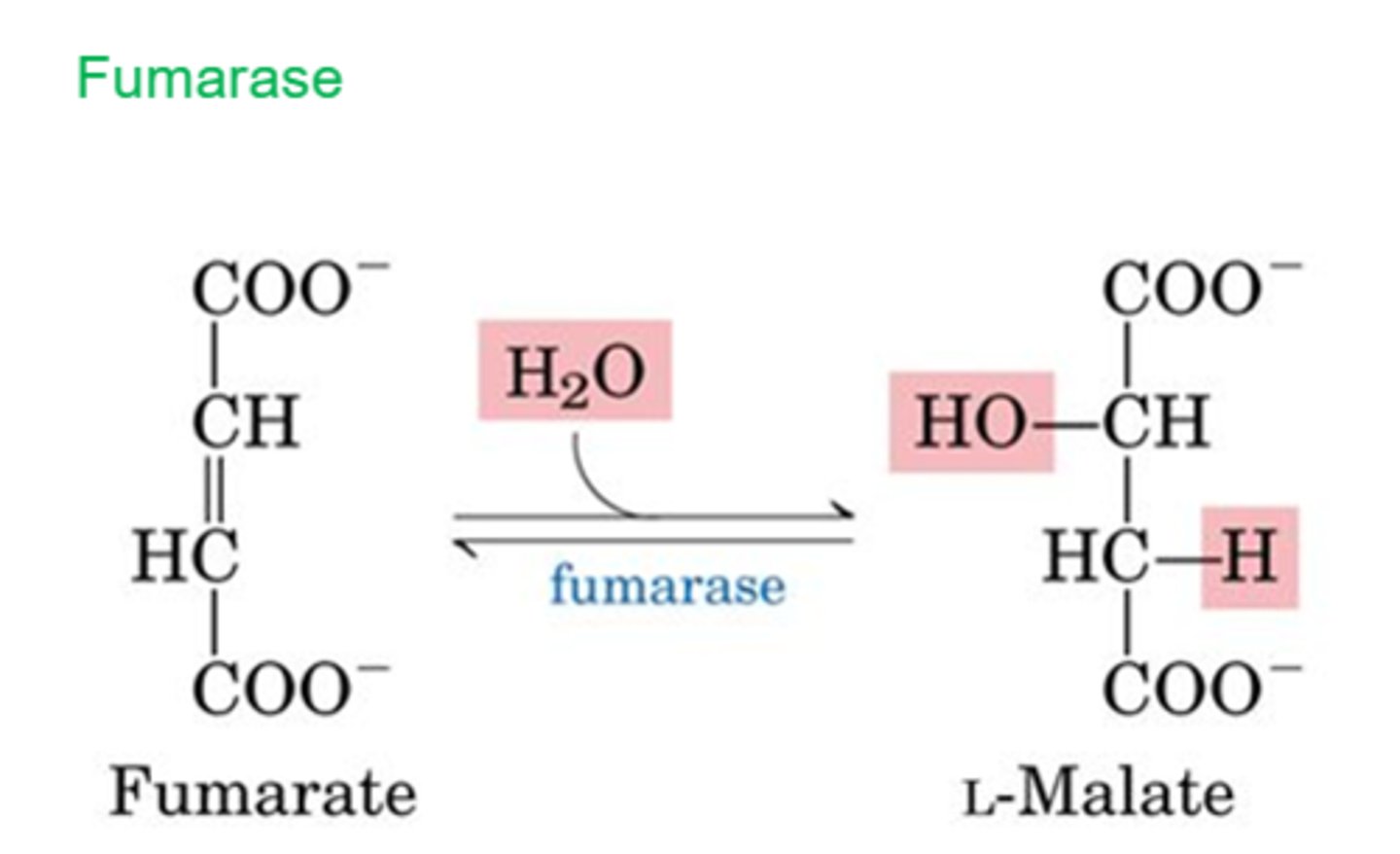 <p>Reactants: Fumarate + H2O</p><p>Products: L-Malate</p><p>Enzyme: Fumarase</p><p>Delta G: 0 kJ/mol</p><p>Reversibility: Reversible</p>