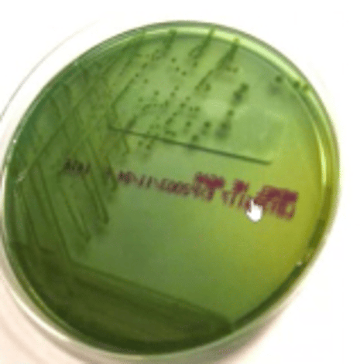 <p>blue/green color with black point</p>