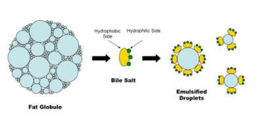 <ul><li><p>difficult to digest because they are insoluble in water</p></li><li><p>lipid molecules will group together to form fat droplets</p></li><li><p><strong>bile </strong>produced by the liver (stored in the gallbladder) will emulsify these fat droplets by breaking them into smaller ones</p><ul><li><p>this produces are larger surface are for lipids to work on as they act on the surface of lipid spheres</p></li></ul></li></ul>