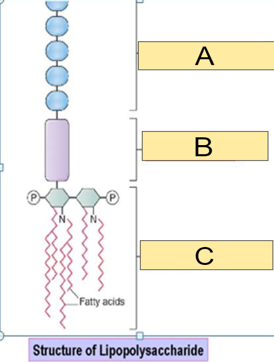 <p>What part of the Lipopolysaccharide is shown in the image for: <strong>A</strong></p><p></p><p>a) O antigen </p><p>b) Core polysaccharide</p><p>c) Lipid A</p>
