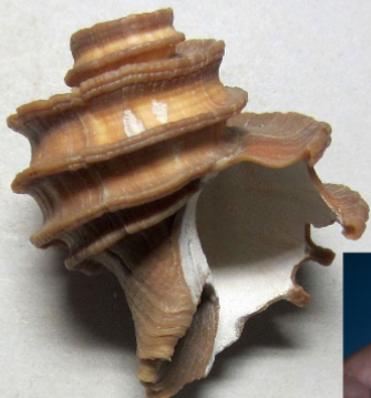 <p>Fossilized snail</p>