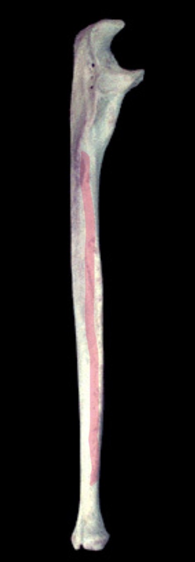 <p>What structure is this?</p>