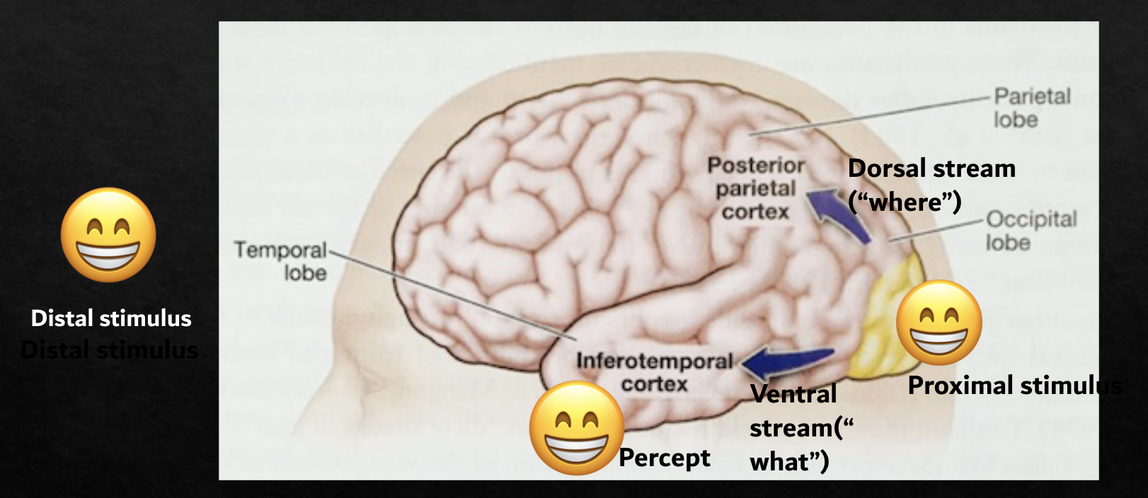 <p>Distal stimulus → Proximal stimulus (processed in Visual Cortex) → Percept (processed in Temporal cortex)</p>