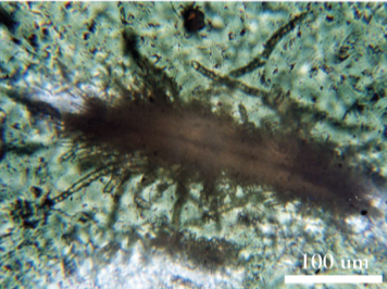 <p>What are these? </p>