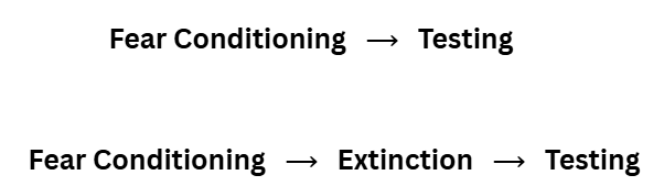 <p>At what points of time should the brain be manipulated to study acquisition, consolidation &amp; retrieval</p>