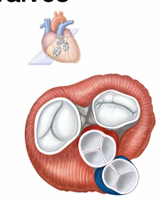 <p>What are the two major types of heart valves?</p>