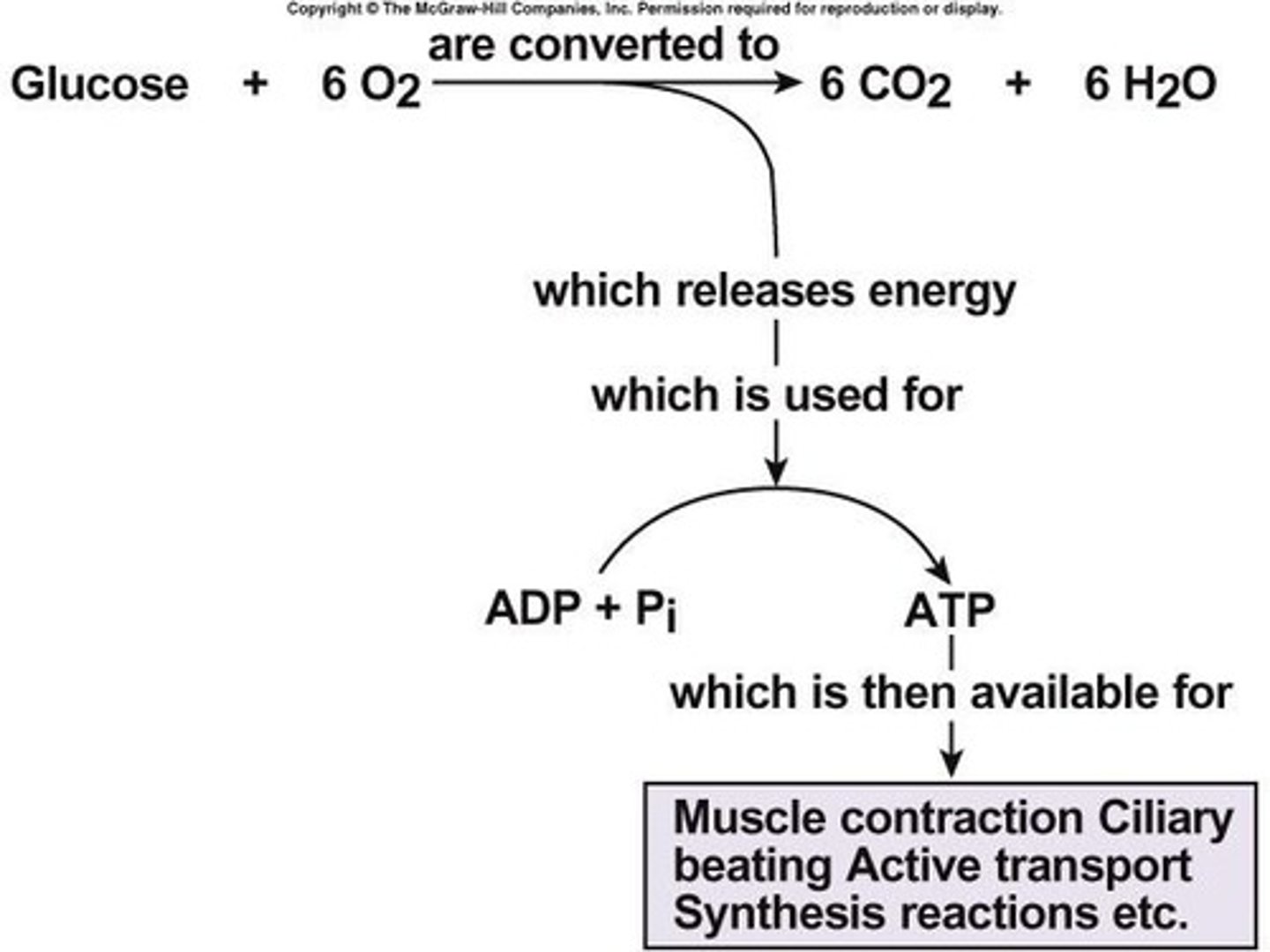 <p>ATP (adenosine triphosphate)</p>