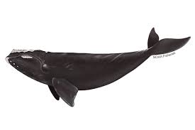 <p>North Atlantic right whale</p>