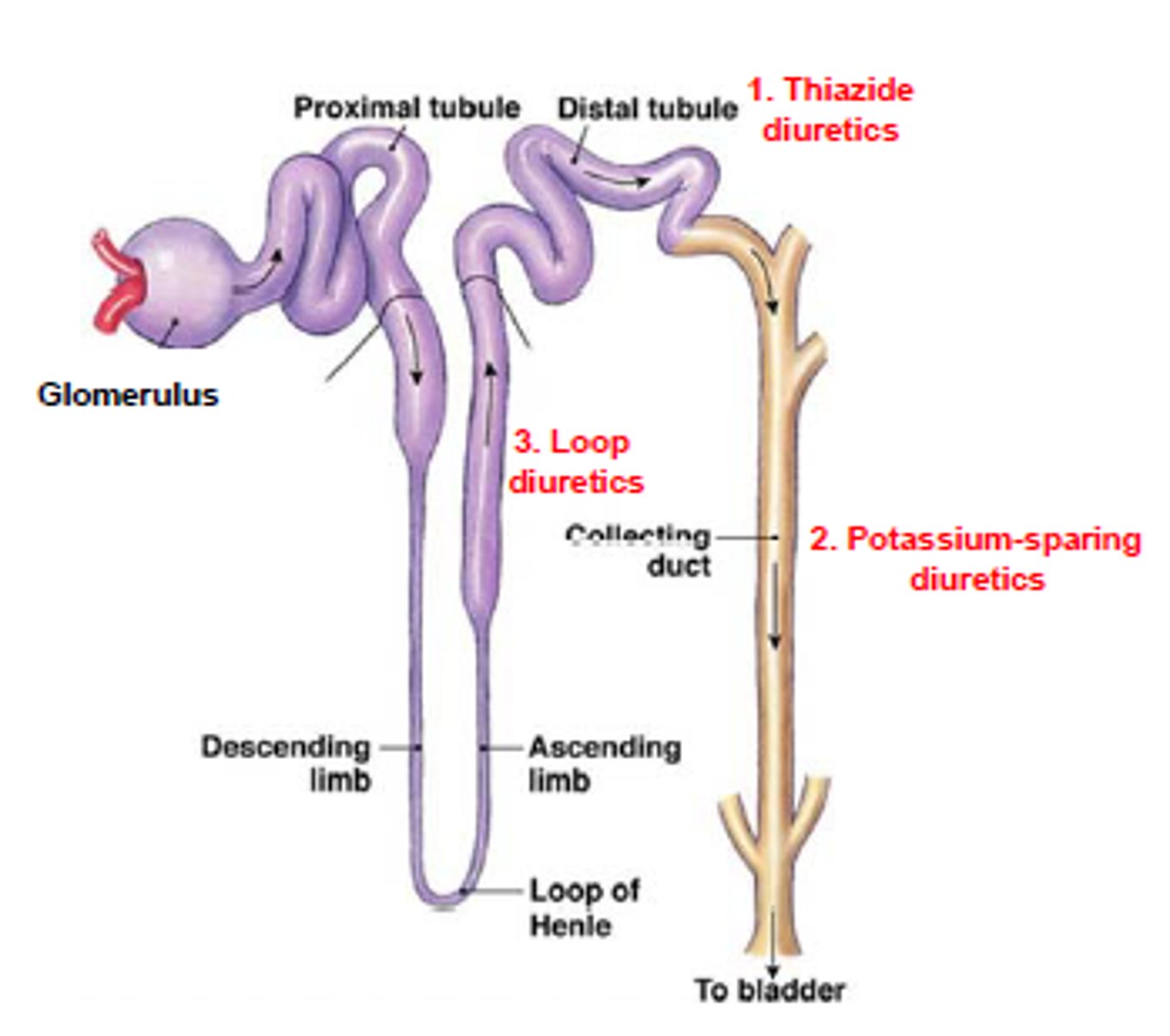 <p>distal convoluted tubule***</p>