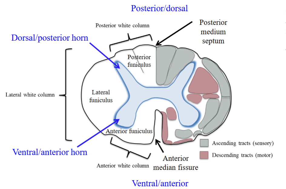 <ul><li><p>Found between the ventral/anterior horn and the dorsal/posterior horn. </p></li><li><p>Also called the lateral white column.</p></li></ul><p></p>