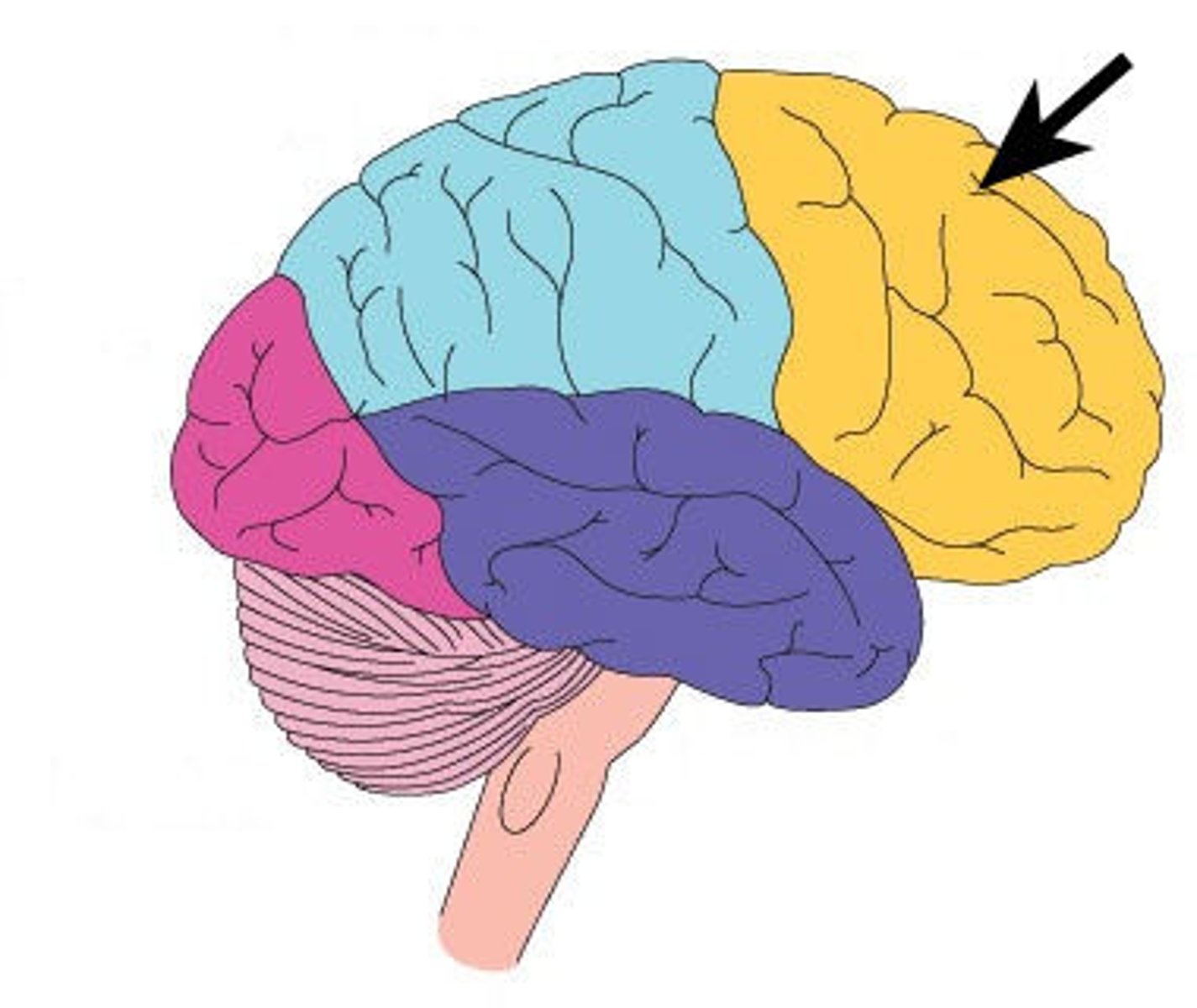 <p>Brain lobe that functions in reasoning; higher intellectual processes (decision making, planning), personality, and consciousness;</p>