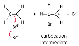 <ul><li><p><span>The C=C double bond breaks.</span></p></li></ul><p></p><ul><li><p><span>The bromine atom with a partially positive </span>(δ+) <span>charge is attracted to the region of high electron density of the double bond.</span></p></li></ul><p></p><ul><li><p><span>This causes a bond to be formed between this delta positive bromine atom and one of the carbon atoms in the double bond, causing the double bond to break.</span></p></li></ul><p></p><ul><li><p><span>A carbocation is formed.</span></p></li></ul>