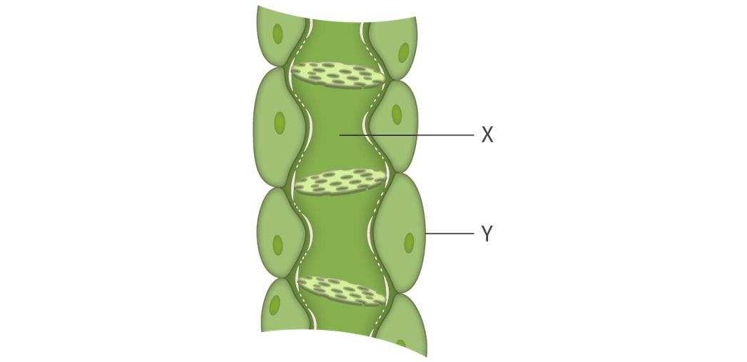 <p><span>The diagram below shows phloem sieve tubes. Which of the following is correct about the function of part X and Y?</span></p>