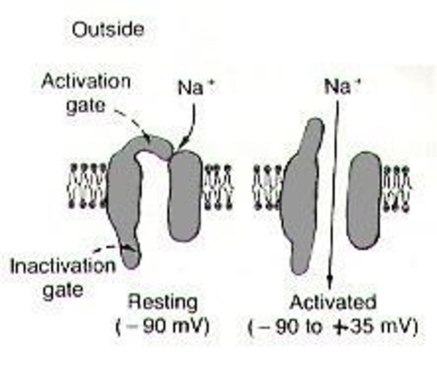 <p>Lidocaine works by blocking voltage-gated sodium channels, preventing action potentials.</p>
