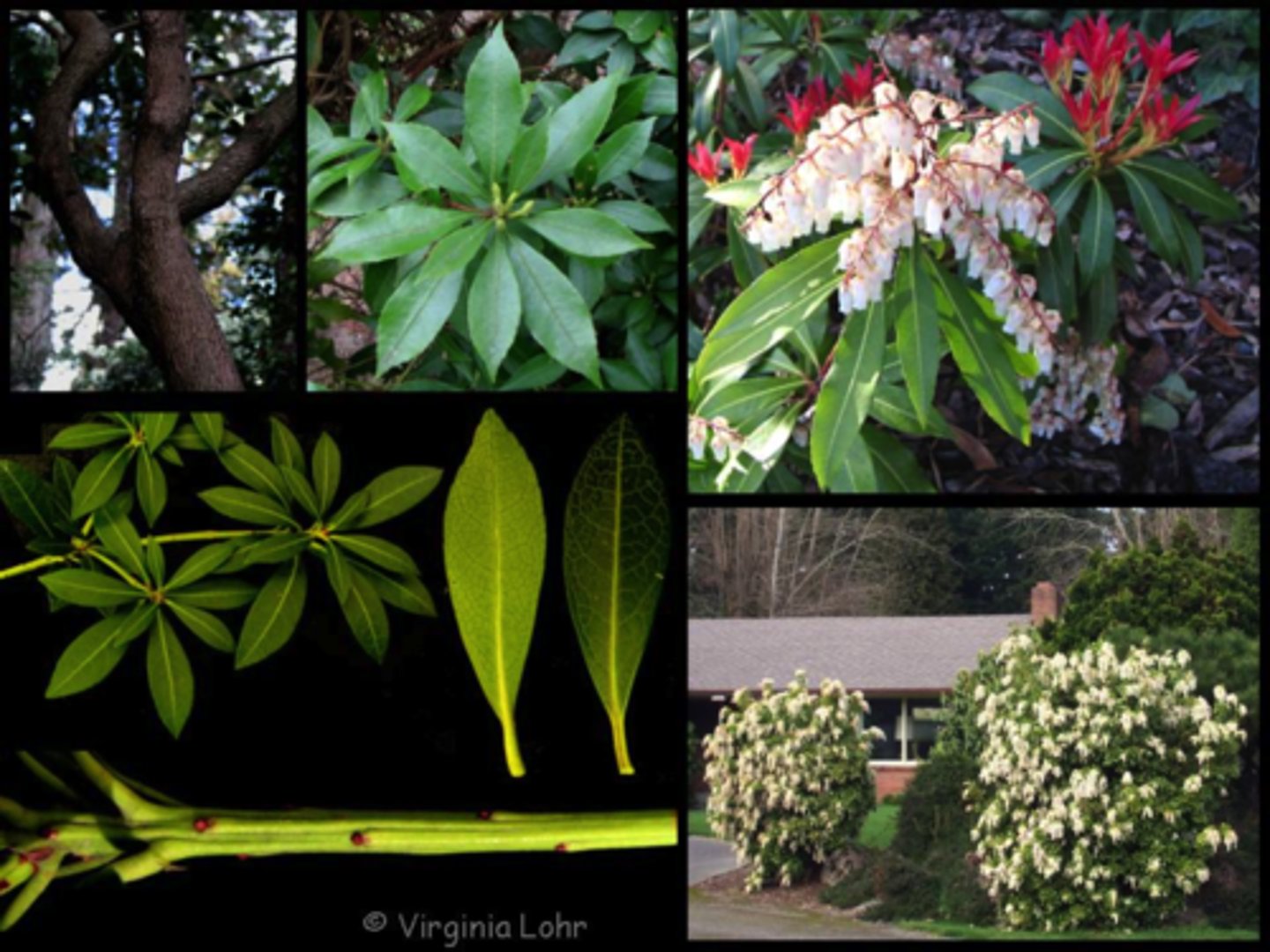 <p>Japanese Pieris</p>