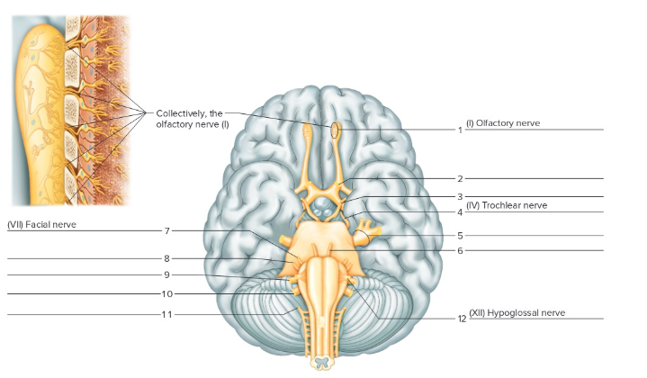<p>Label the following: Cranial nerve</p>