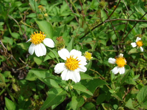Family: Asteraceae
Common: spanish needle
Range: Eastern NA, Southern New Mexico to Southern New England to FL
Habitat: disturbed sites, gardens, weedy, rich, loose organic soil, limerock
Height: Up to 4ft tall
Persistence: Annual or short-lived perennial
Leaves: simple to trifoliate (compound), opposite, 3-9 leaflets, oval to elongated, serrate margin. A little pubescent under. 
Flower: daisy-like. 
Fruits/seeds: black needle-like seeds that are forked and stick to clothing or fur
Tol: mod drought, no fire tol