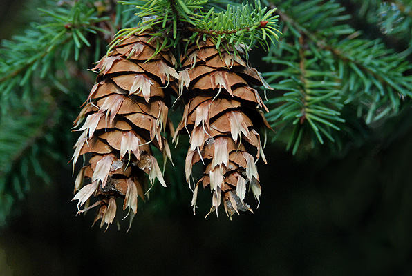 <p>Conifer. Crown of young trees conical and dense becoming a broad flat top with age. Lower branches drooping with upper ones ascending. Buds oval-conical, apex pointed. Needles flattened and radially arranged (think whorled), rarely appearing 2-3 ranked, bright yellow-green, grooved above with 2 wide stomatal bands on underside. Needles narrowed at base into a slender petiole-like stalk that sits on a stubby leaf cushion (looks like a swollen node). Cones 10cm long with distinctive 3-pronged bracts (“the two back feet and tail of a mouse”), pendant shaped and mature in one season. </p>