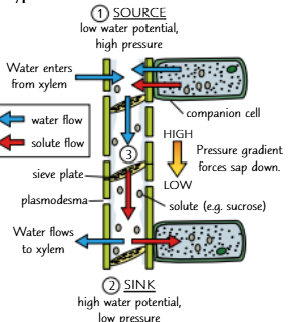 knowt flashcard image