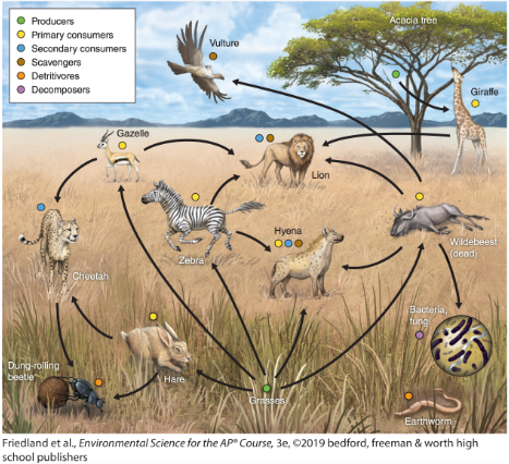 <p>Any animal that consumes an primary consumer ex) a snake</p>